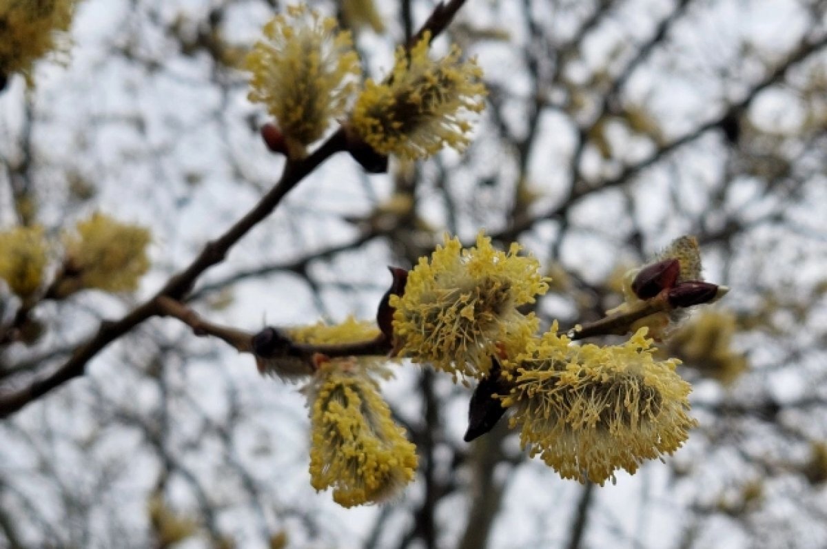    В вербное воскресенье в Салехарде пройдет акция «Светлый ангел»