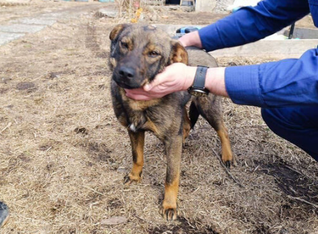 Это тот самый пёс по кличке Степан, который всю ночь отдавал своё тепло пятилетнему мальчику. Фото: Прокуратура Приморского края.