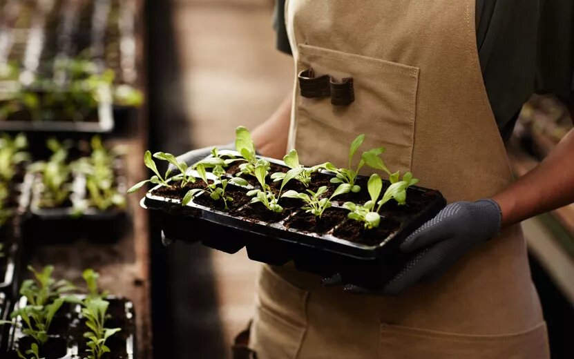 Как получить здоровые растения и сохранить здоровые нервы.