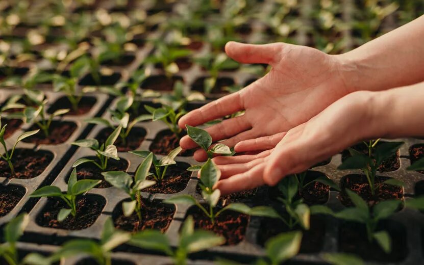 Выбираем раннеспелые сорта.