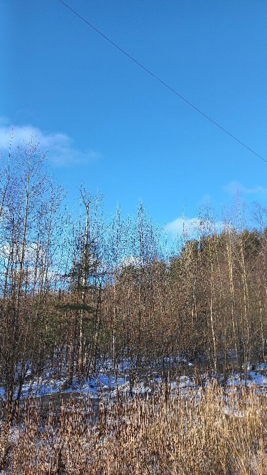 Утреннее белоостровское)