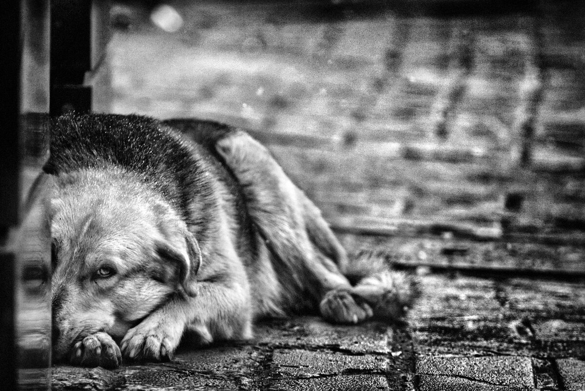 Брошенные собаки. Бездомный пес. Брошенные собаки. Грустный живот. Бедные бездомные животные.