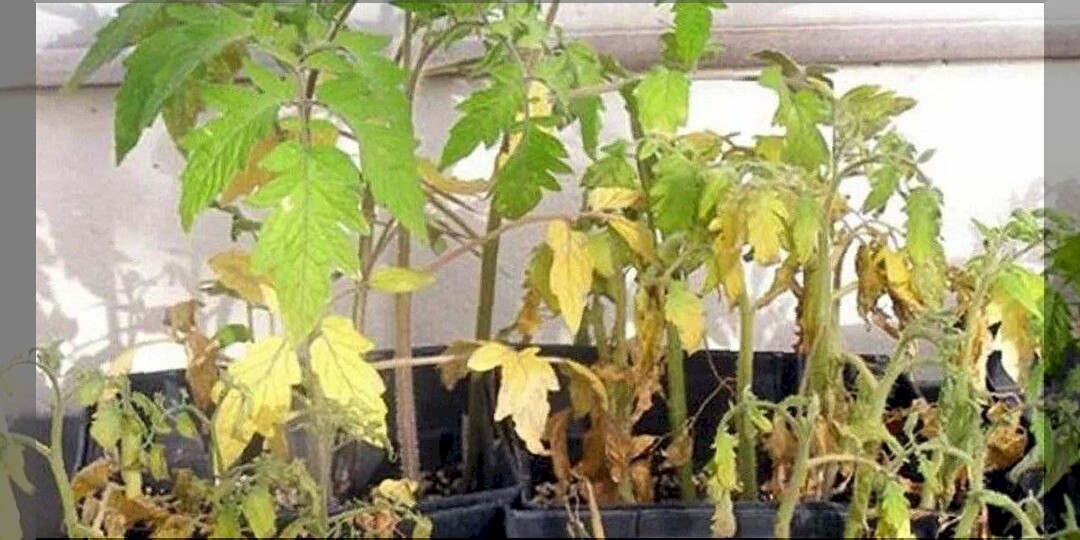 Дефицит питания у рассады по макроэлементам: признаки нехватки основных элементов питания (NPK) у рассады