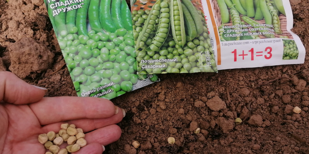 Выращивание гороха на грядке. Придерживаюсь уже 3 года неесколько советов для получения обильного урожая (стало в 5 раз больше)