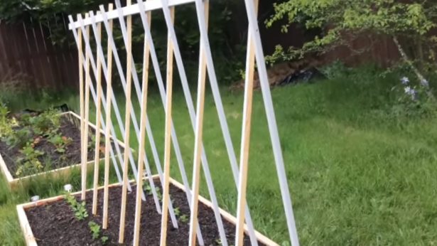 Для высокорослого гороха требуется поставить опоры, иначе урожайность значительно понизится