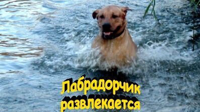 Вода - почти родная стихия для ретриверов...