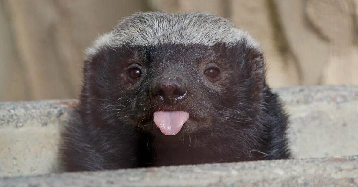 Изображение взято из открытых источников в сети интернет