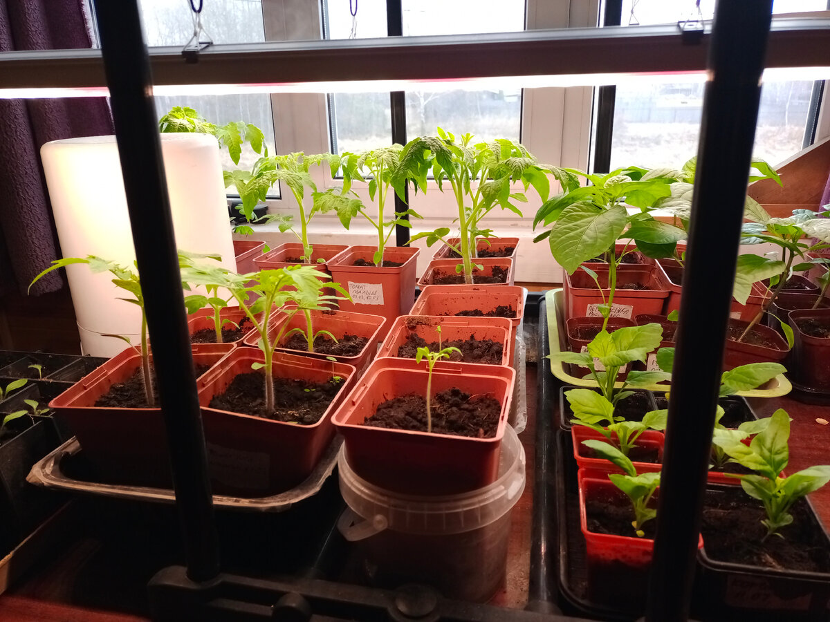 Рассада под лампами полного спектра