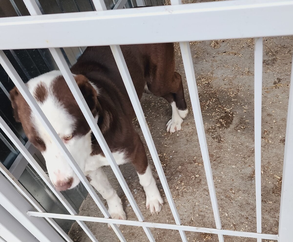 Найда в приюте. Фото из архива приюта "Лучик Надежды"