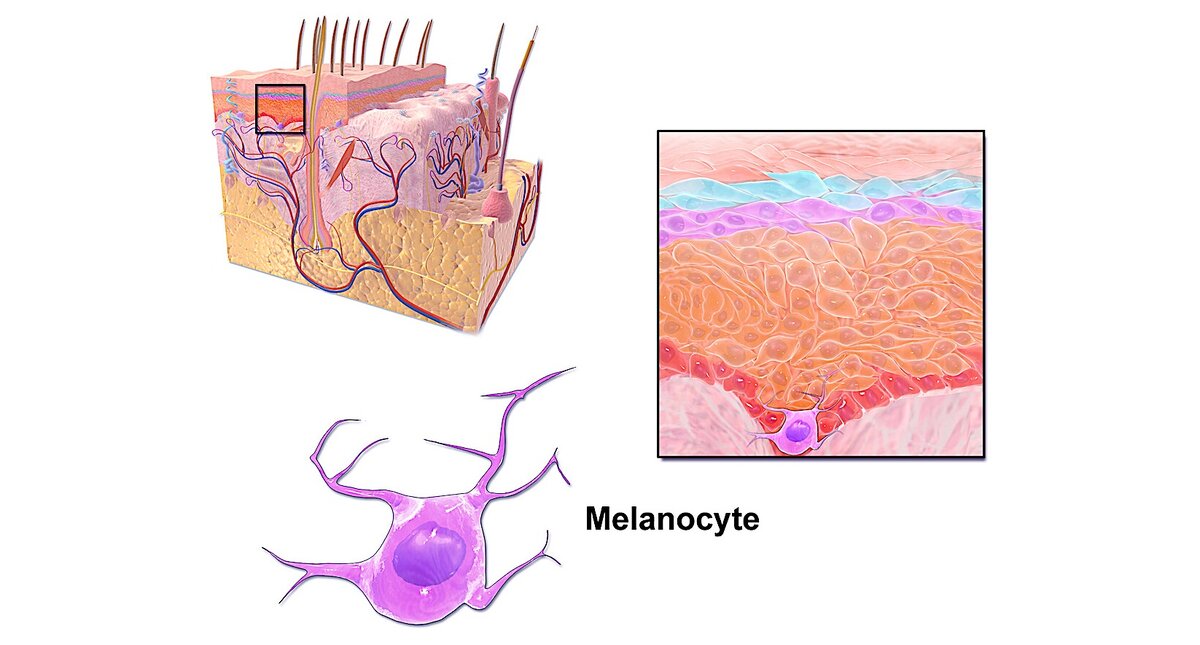 Эпидермис кожи синтезируется меланин. Эпидермис пигмент меланин. Меланин в эпидермисе. Меланоциты эпидермиса кожи.