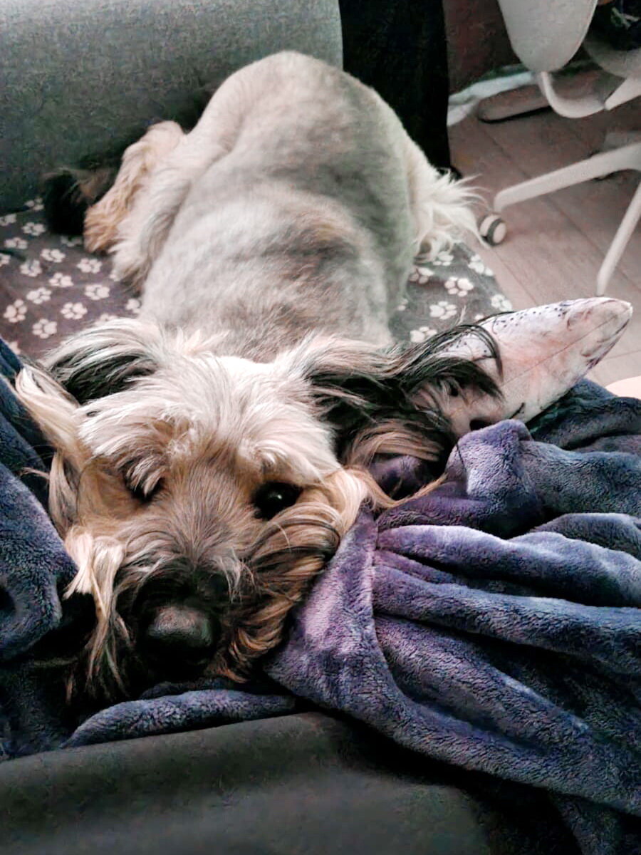 Лахен с игрушкой на диване. Фото из личного архива моей дочери. Опубликовано с разрешения автора