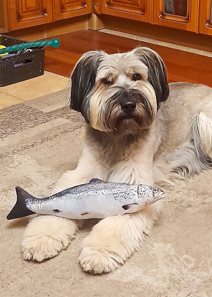 Лахен с подаренной рыбой. На заднем плане виден ящик с игрушками. Фото из личного архива