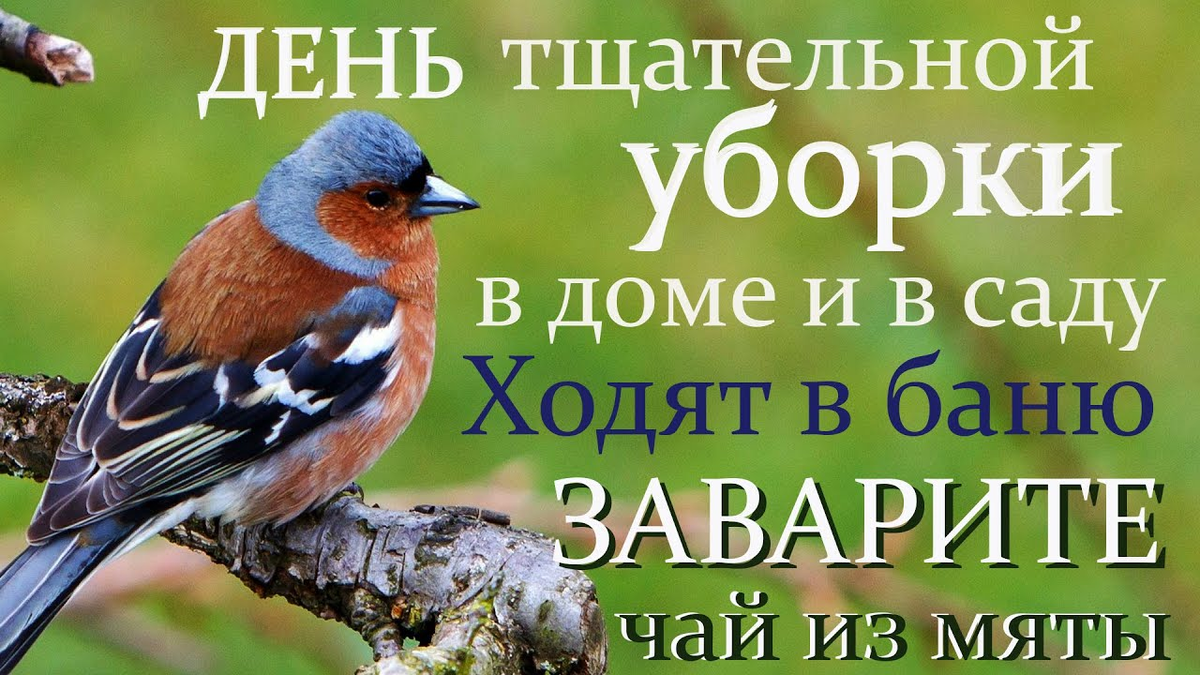 Народные приметы на 5 апреля - Никонов день: что можно и чего нельзя делать  в этот день | Изелин | Дзен