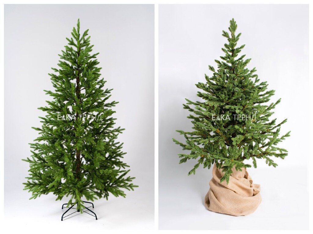 ель Нордман и Датская ель