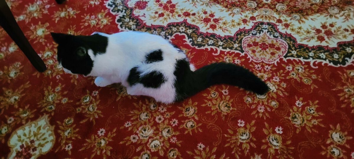 Пытается идти за мной