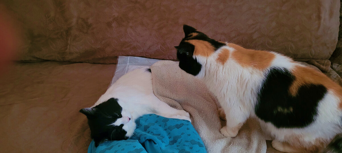 Масяня переживает за сыночка