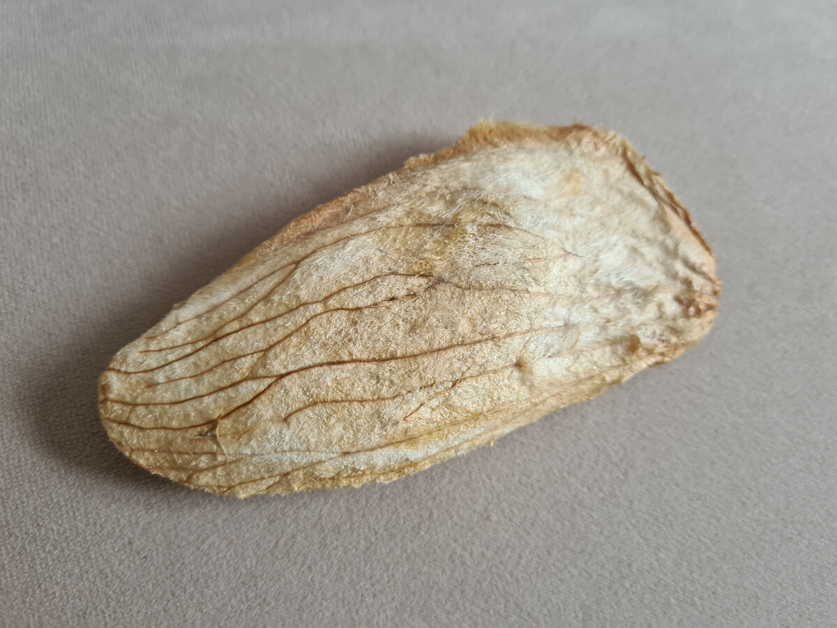 косточка от покупного манго