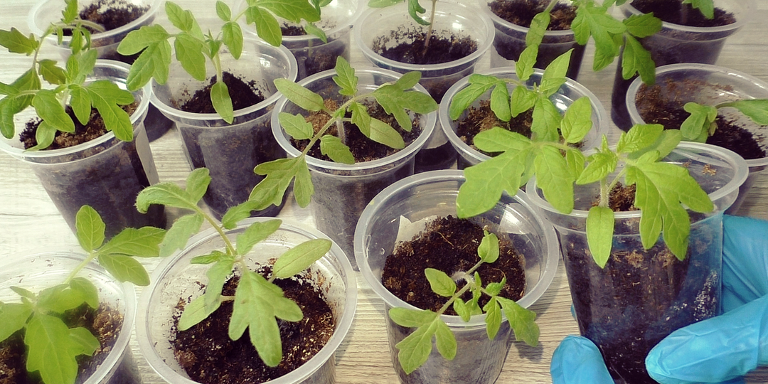 Первая, важная подкормка томатов после пикировки, проверенный способ из года в год