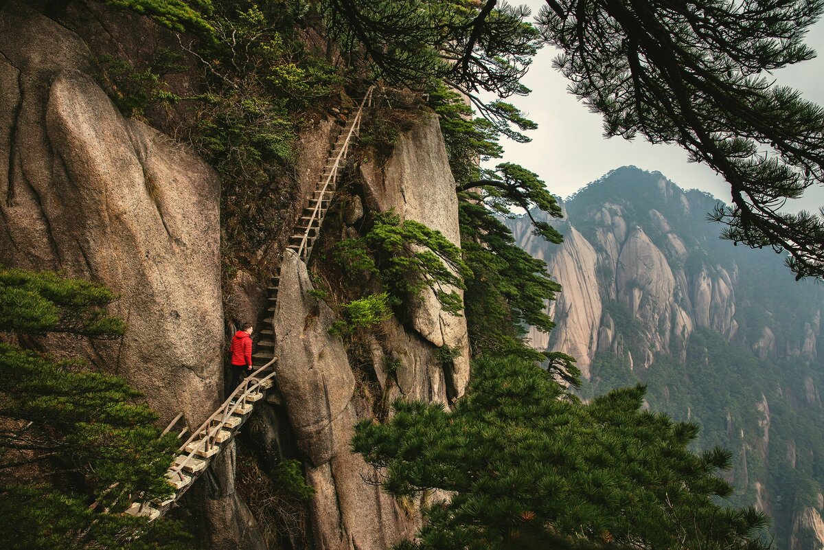 На горах Хуань сосны растут прямо в расщелинах скал. Фото: Joshua Earle / Unsplash