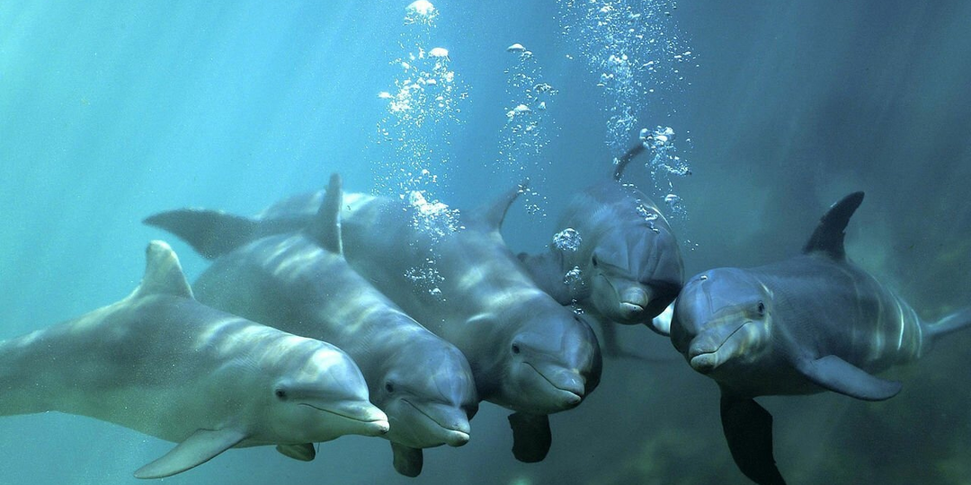 Цивилизация дельфинов: Почему учёные всерьёз рассматривают эту гипотезу?