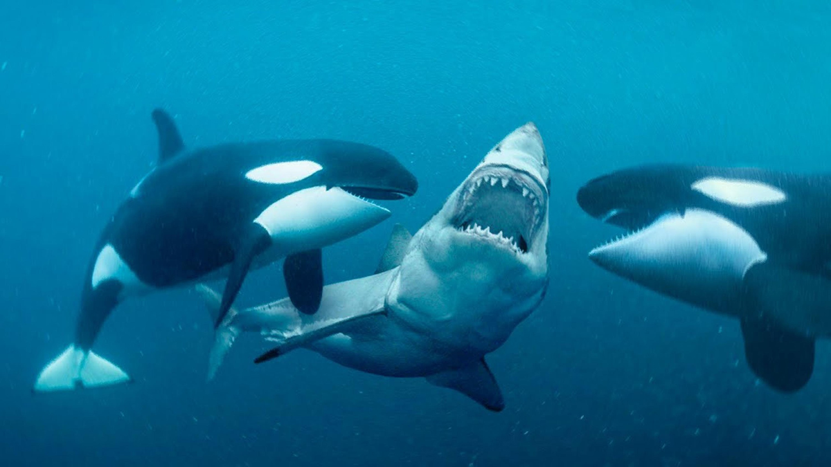Благодаря слаженной команде косатки – единственные хищники, способные охотиться на большую белую акулу. 
