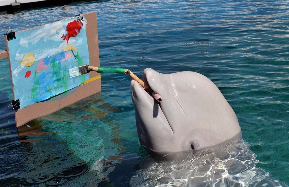 Уже давно существует практика, где дельфинам дают порисовать в океанариумах. Хоть эти рисунки и трудно расшифровать, но животные стараются и явно вкладывают какие-то смыслы в творчество. 
