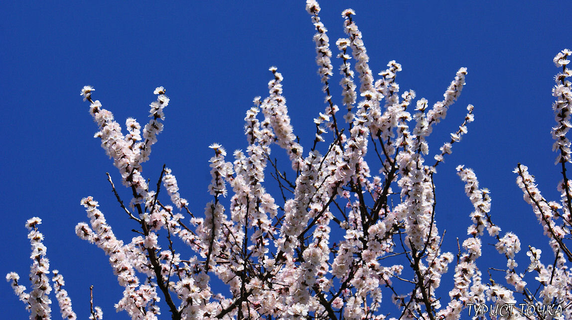 Цветут сады