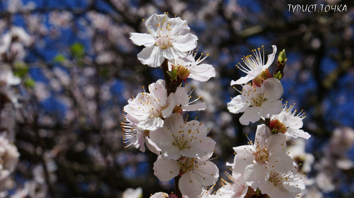 Цветы абрикоса в моём саду 4 апреля