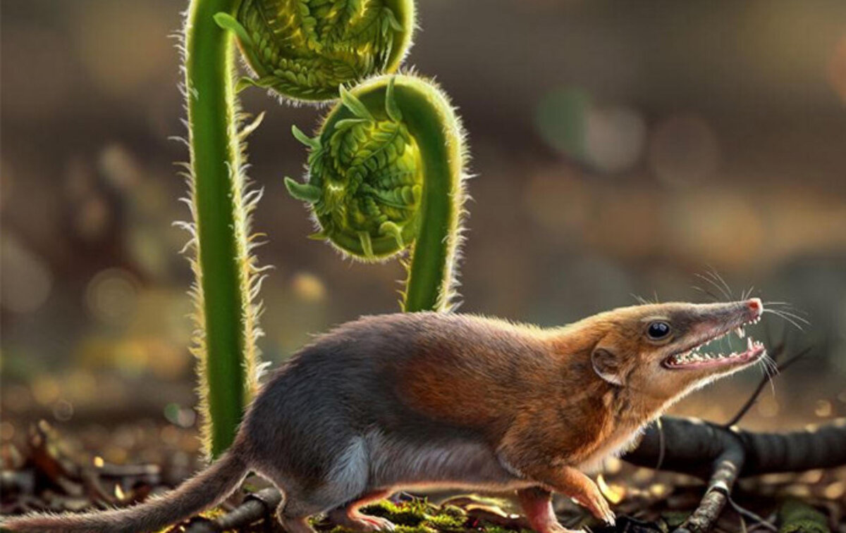 Dianoconodon youngi.