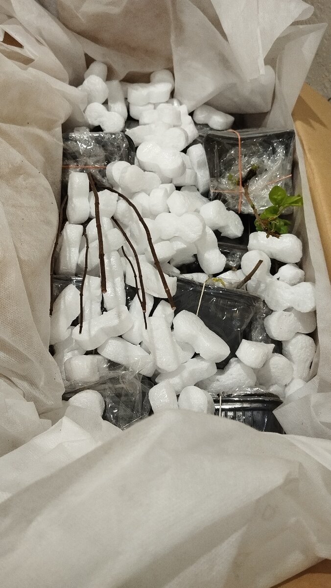 Вот так упакованы растения