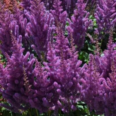 Астильба «Black pearl», фото с сайта Питомника