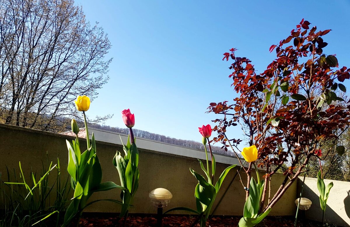 весна, тюльпаны