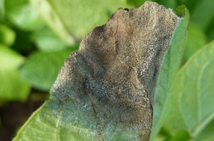    Потенциал мутации фитофторы огромен и диктует тщательную подборку фунгицидов для защиты картофеля