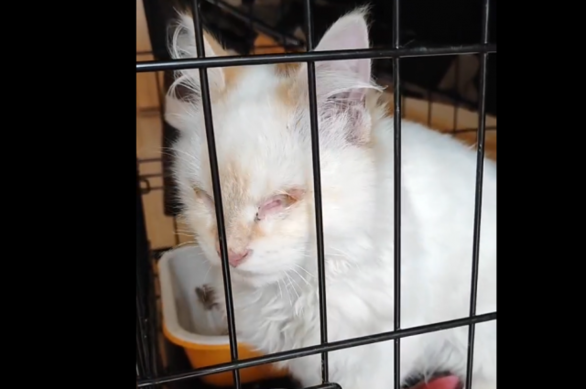    Слепой котёнок с трассы М-10 в Тверской области усиленно лечится