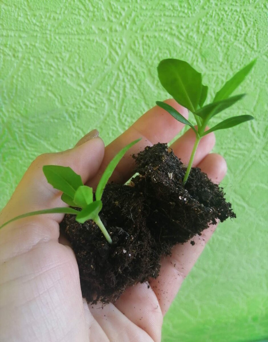 На фото остеоспермум с семян. Фото автора