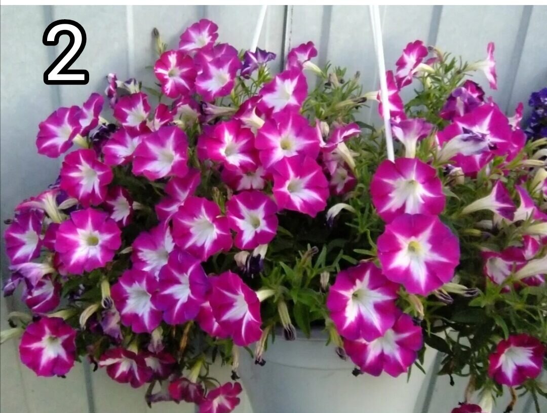 Вегетативная петуния