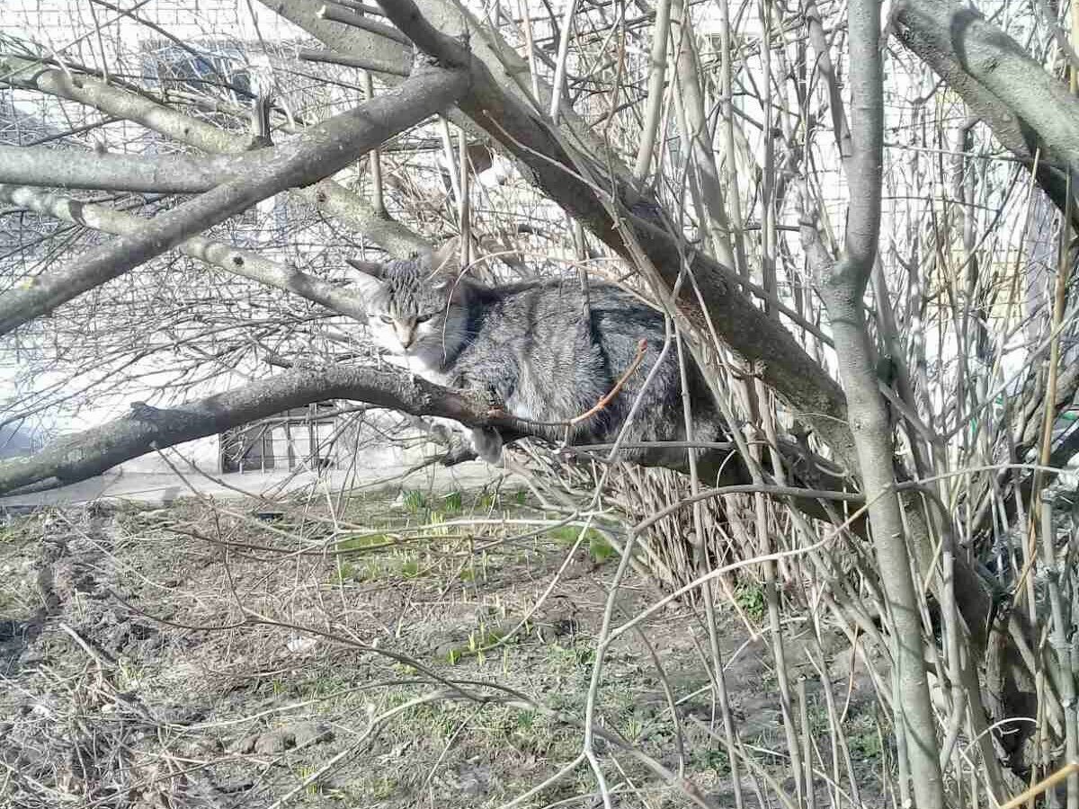 Это не Машка, а просто случайная котейка из соседнего двора