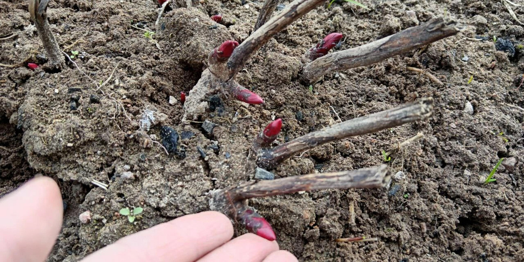 Пионы шикарно и долго будут цвести, если сделаете эти работы в апреле