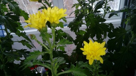 хризантема желтая