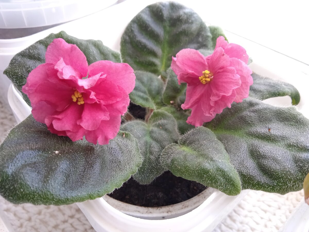 фиалка (сенполия)