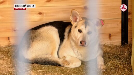 В Когалыме открылся приют для бездомных животных