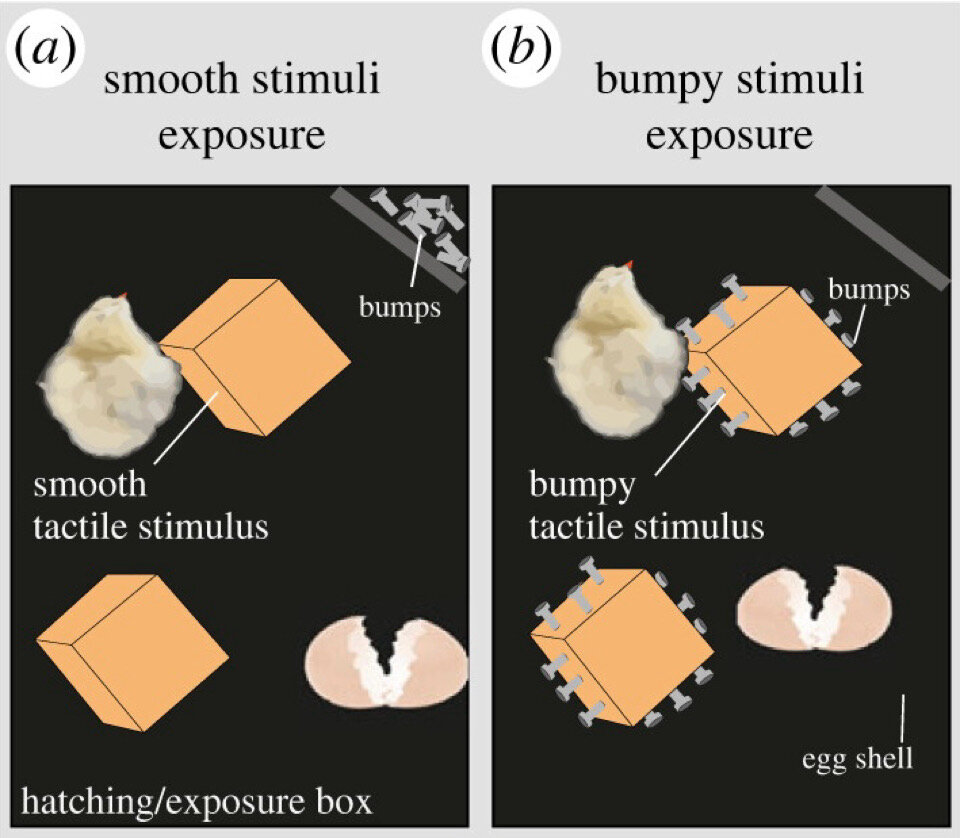   Elisabetta Versace et al. / Biology Letters, 2024