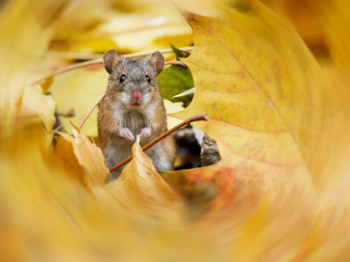 Мышь- полёвка