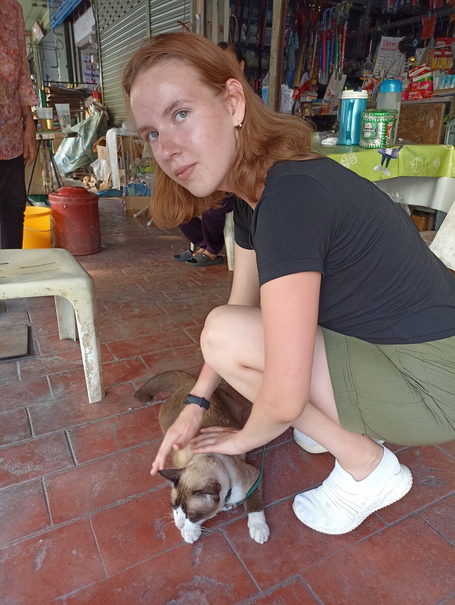 Тайские кошки очень миролюбивые