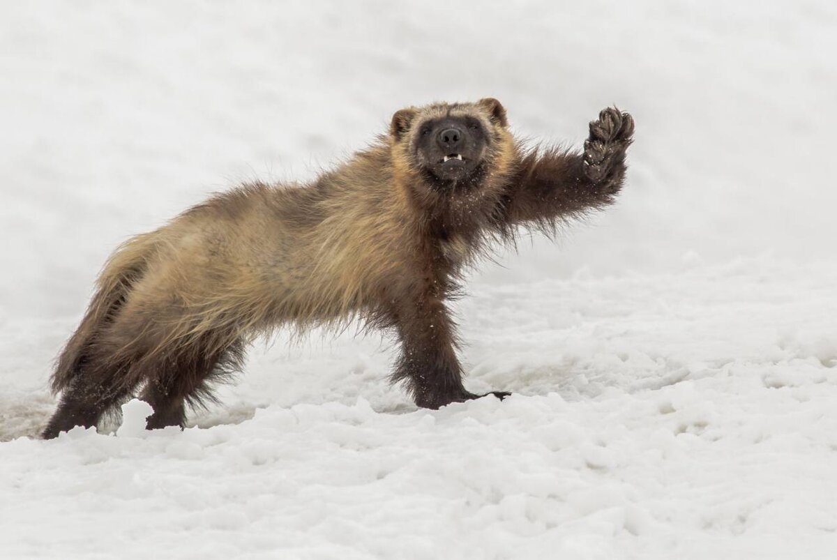 Изображение взято из открытых источников сети интернет
