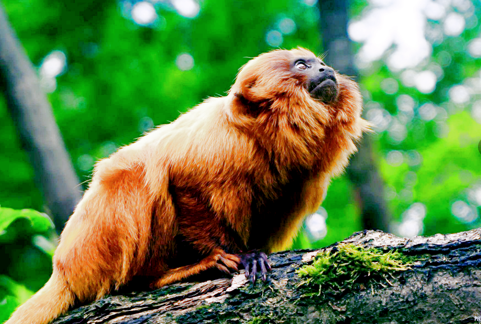 Лат. Leontopithecus rosalia, фото: mirfauni.com