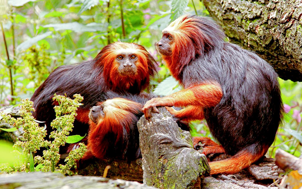 Источник фото: animals.pibig.info