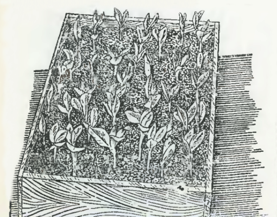 Рассада бобов в ящиках