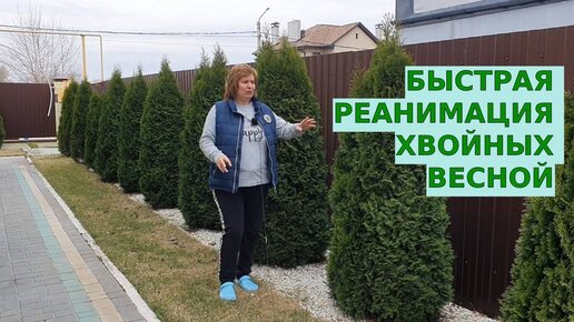 Реанимация хвойников весной 2024. Успейте все это сделать