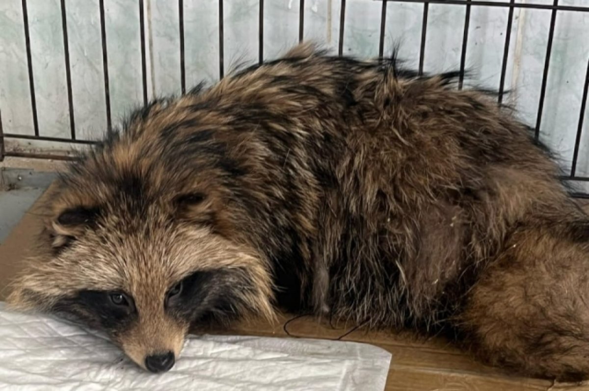    В Воронеже утонул сбежавший из ветклиники енот